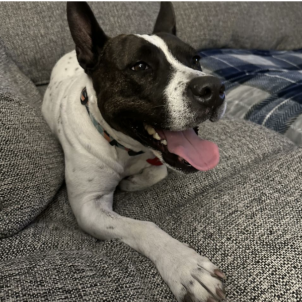 Black and white Australian Cattle Dog mixm lying down with her mouth open